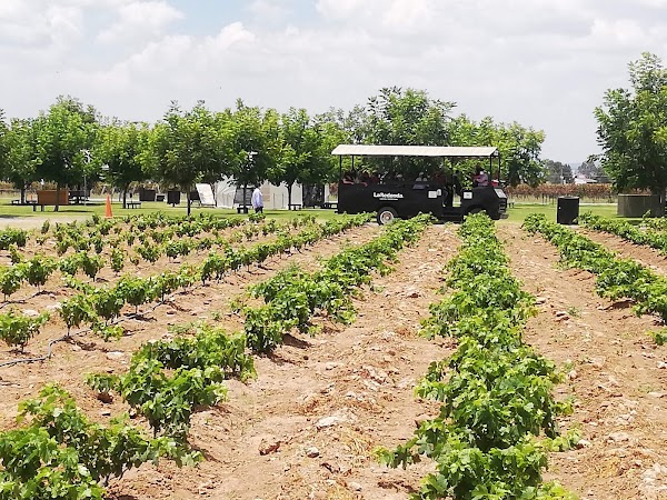 Vineyards La Redonda