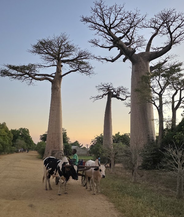 Allée de baobabs à Morondava