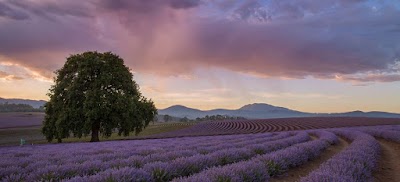 Bridestowe Lavender Estate