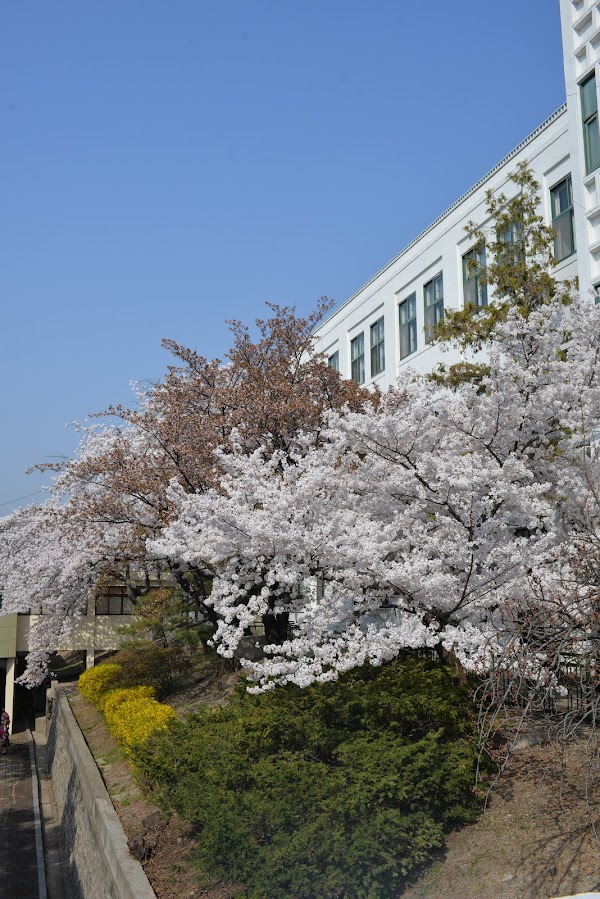 Cherry Blossom 🌸 23