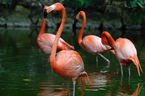 Inagua National Park