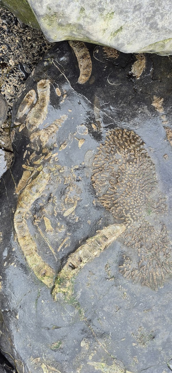 The Mermaid's Footpath 4