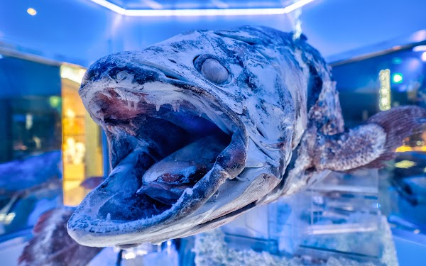 Numazu Deep Sea Aquarium