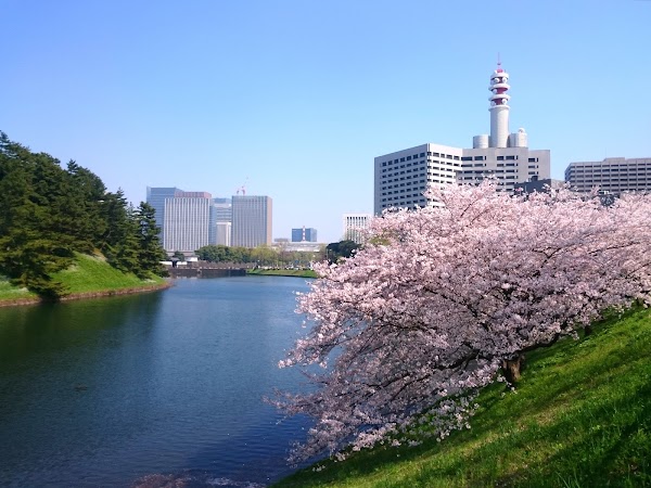 Chidorigafuchi Park 4