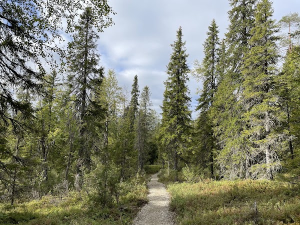 Syöte National Park 3