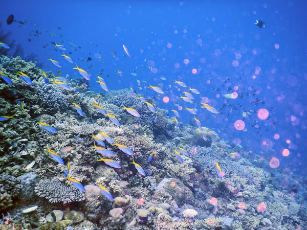 Zamami Island 5