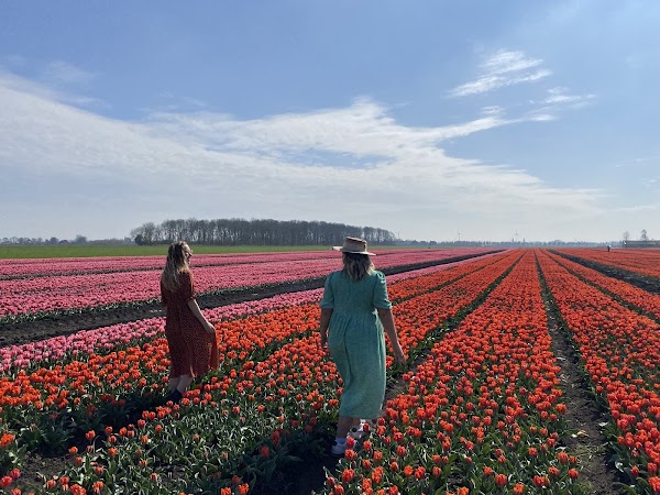 Tulip Tours Holland