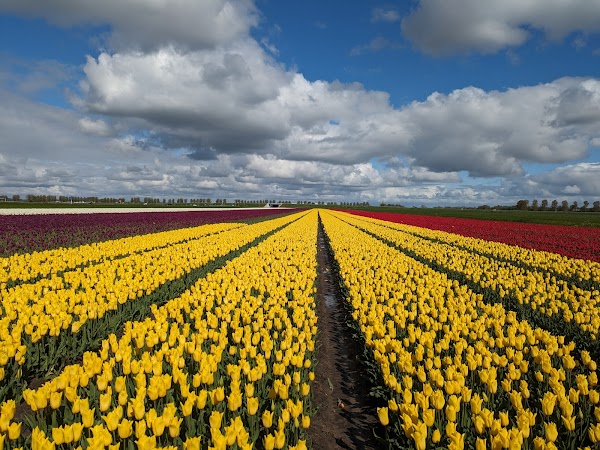 Tulip Tours Holland 5