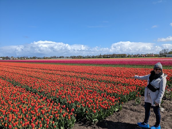 Tulip Tours Holland 3