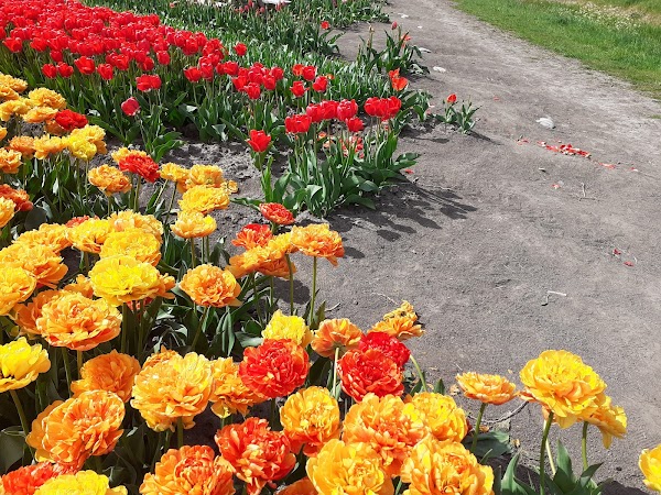 Tulip Tours Holland 2