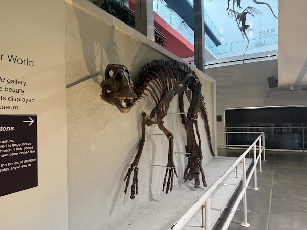 Ulster Museum 5