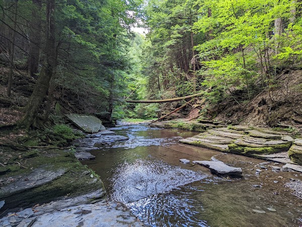 Roy H Park Preserve - North (Short) Trail 1