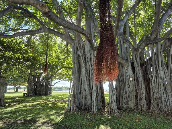 Ala Moana Regional Park 4