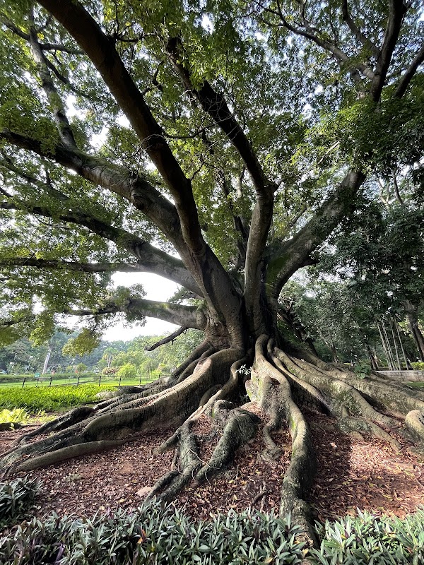 White Silk Cotton Tree 1