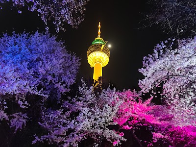 Cherry Blossom 🌸 30