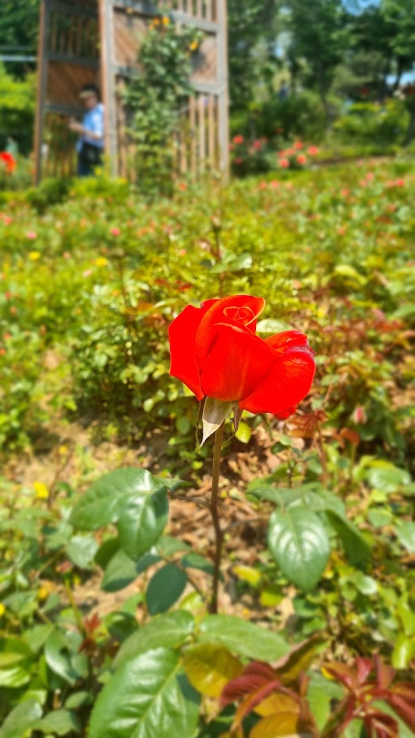 Daehyeonsan Rose Garden 3