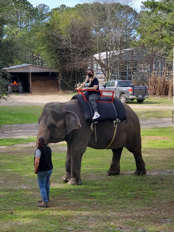 Two Tails Ranch: All About Elephants