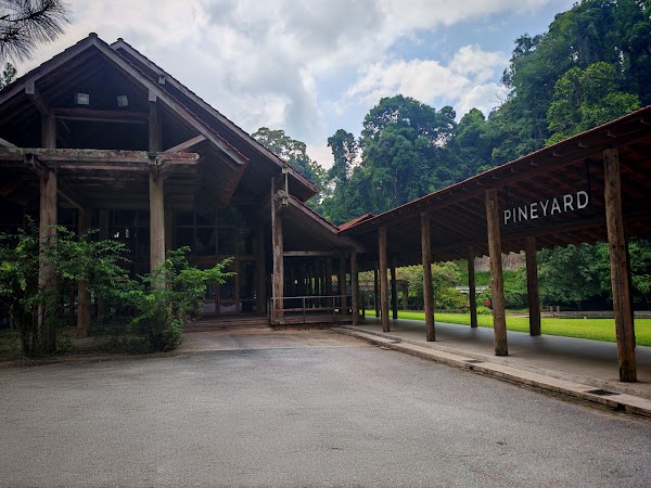 Pineyard 3