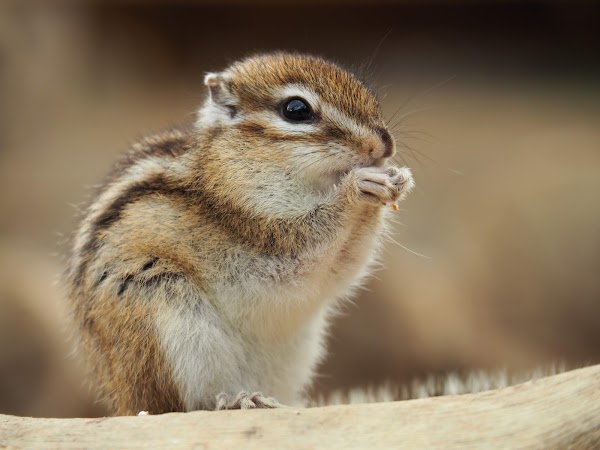 Squirrel Forest Hidayama Wild Grass Nature Garden 1