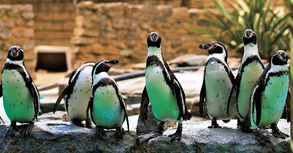 Birdworld