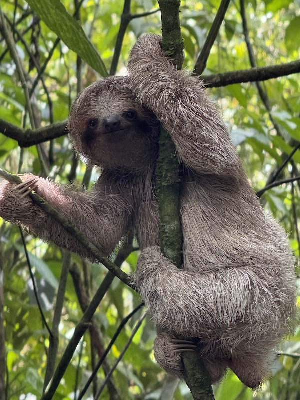 Sloth Watching Trail La Fortuna, Arenal Volcano Private Trail 5
