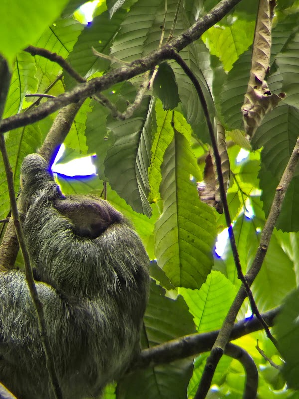 Sloth Watching Trail La Fortuna, Arenal Volcano Private Trail 4