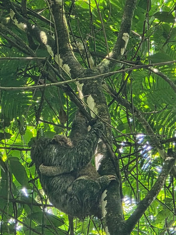 Sloth Watching Trail La Fortuna, Arenal Volcano Private Trail 3