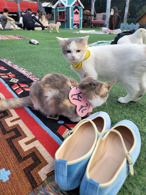 Cat station 5