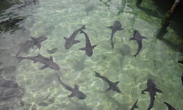 Islas del rosario 2