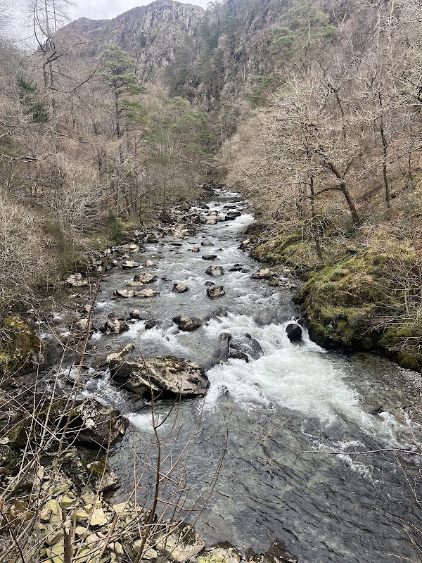 Forest uk 7