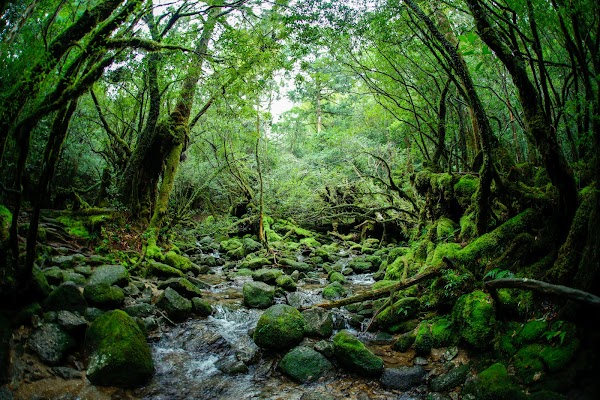 Shiratani Unsuikyo Gorge 1