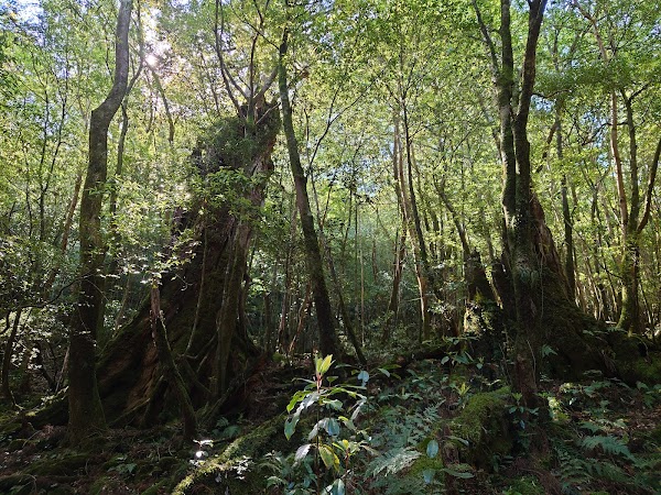 Shiratani Unsuikyo Gorge 5