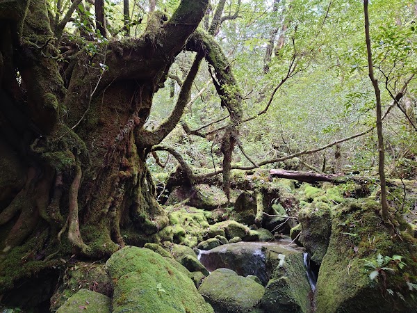 Shiratani Unsuikyo Gorge 4