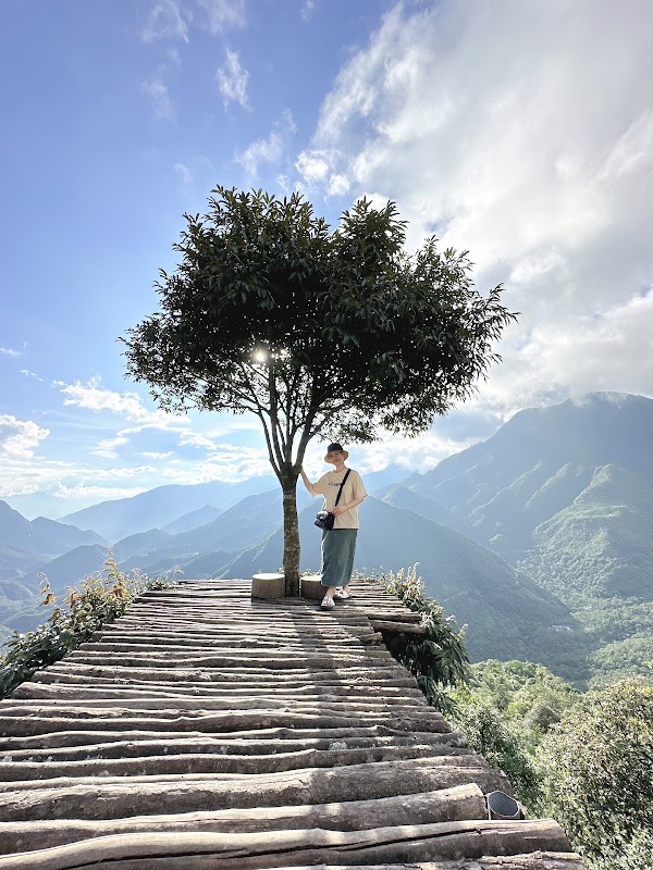 The Lonely Tree of O Quy Ho