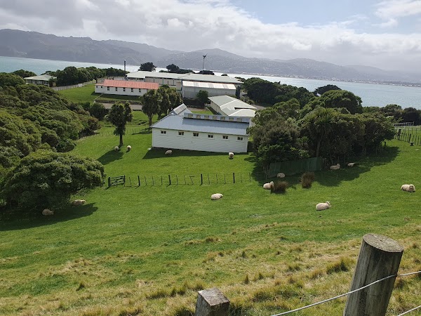 Matiu / Somes Island 5