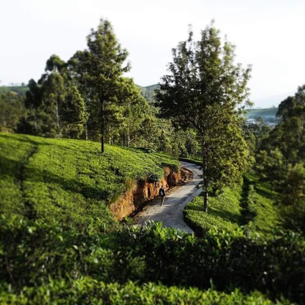 Badulla 4