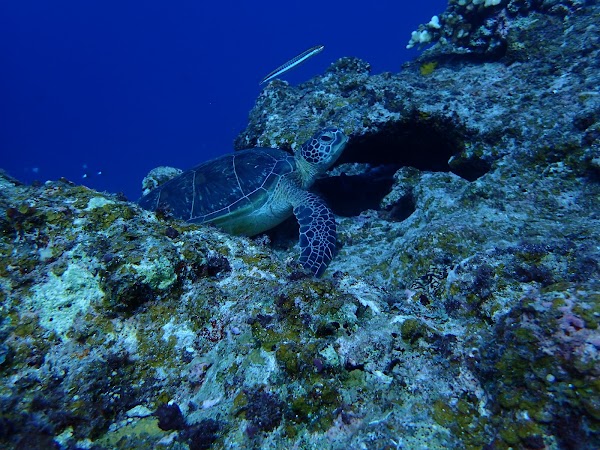 Manta