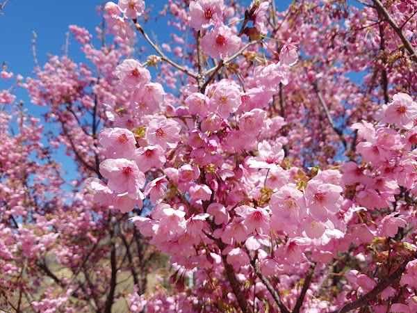 Cherry Blossom Park 5