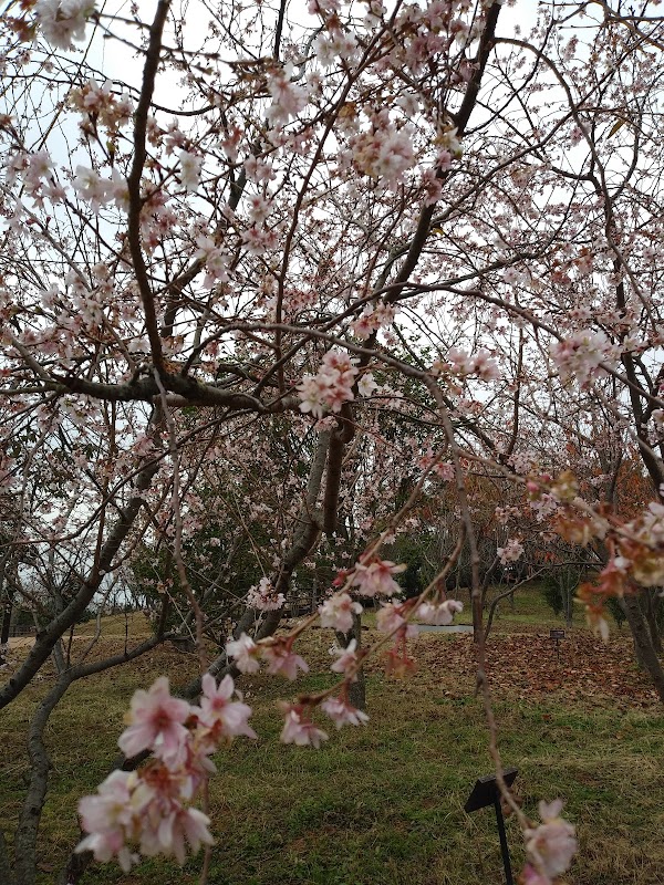 Cherry Blossom Park 2