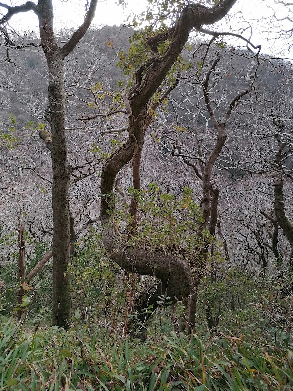Glen Of The Downs 1