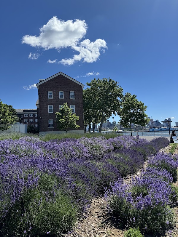 Lavender Field on Governors Island 1