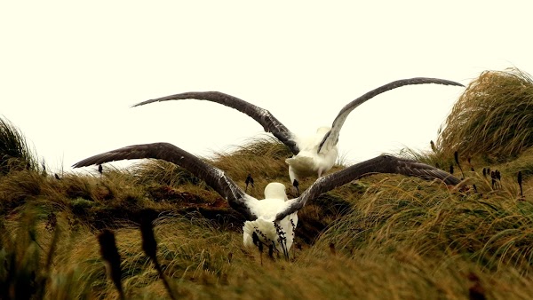 Campbell Island / Motu Ihupuku 2