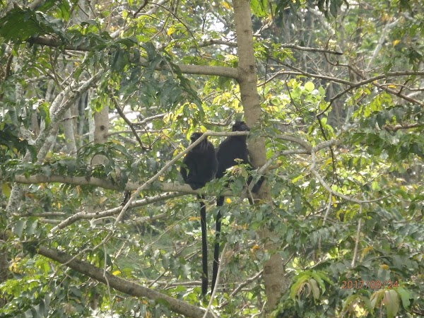 Indonesië  12