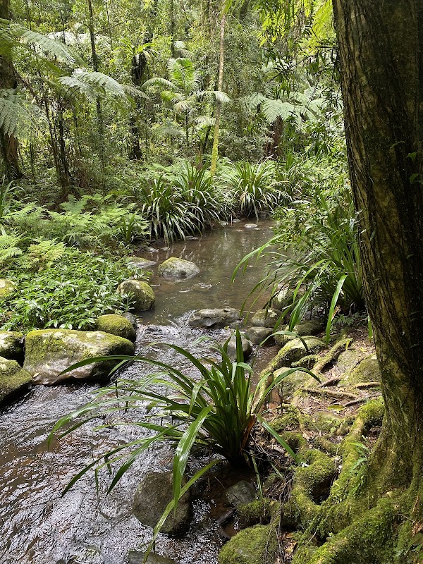 Brindle Creek walking track