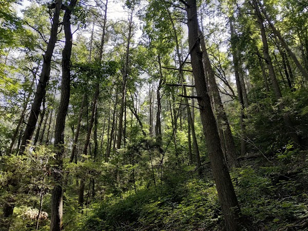 Paugussett State Forest 1
