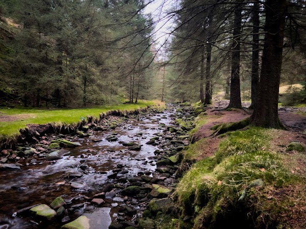 Snake Woodland- Forestry England 1