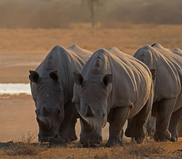 Kaziranga National Park