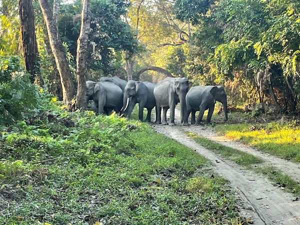 Kaziranga National Park 5