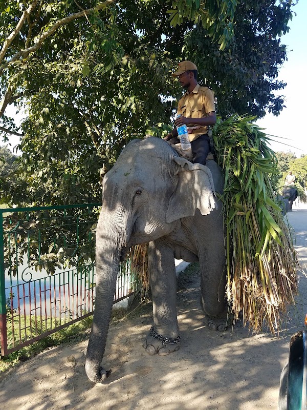 Kaziranga National Park 4