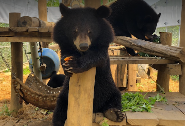 Ninh Binh Bear Sanctuary 1